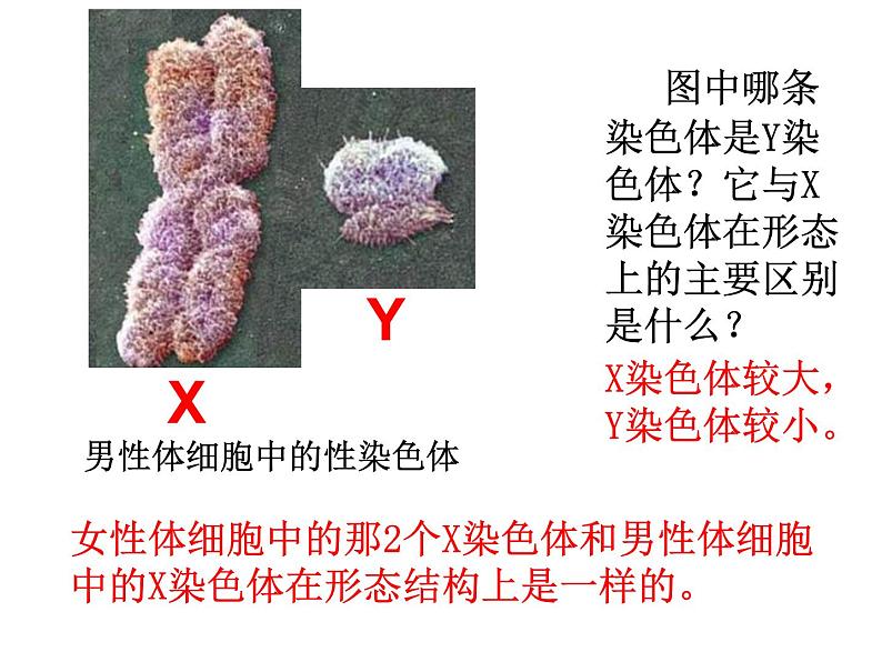 北师大版初中生物八年级上册第六单元第4节 性别和性别决定课件 (1)06