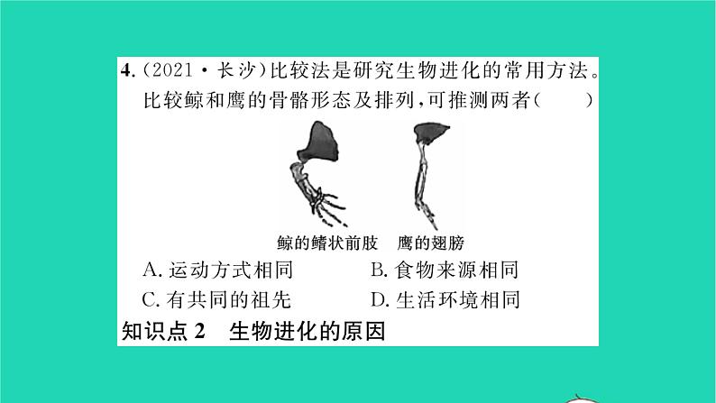 2022—2023学年度新版生物北师大版八年级下册第7单元生命的演化第21章生命的发生和发展第2节生物的进化习题课件第8页