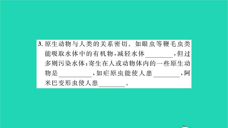 2022—2023学年度新版生物北师大版八年级下册第7单元生命的演化第22章物种的多样性第2节原生生物的主要类群习题课件03