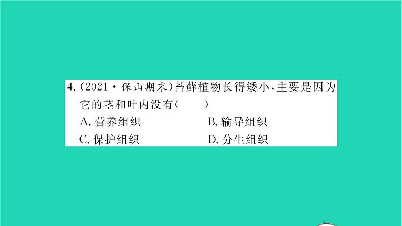 2022—2023学年度新版生物北师大版八年级下册第7单元生命的演化第22章物种的多样性第3节植物的主要类群第1课时苔藓植物和蕨类植物习题课件第8页