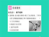 2022—2023学年度新版生物北师大版八年级下册第7单元生命的演化第22章物种的多样性第3节植物的主要类群第2课时种子植物习题课件