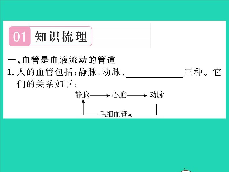 2022七年级生物下册第9章人体内的物质运输第2节血液循环第1课时血管与心脏习题课件新版北师大版02