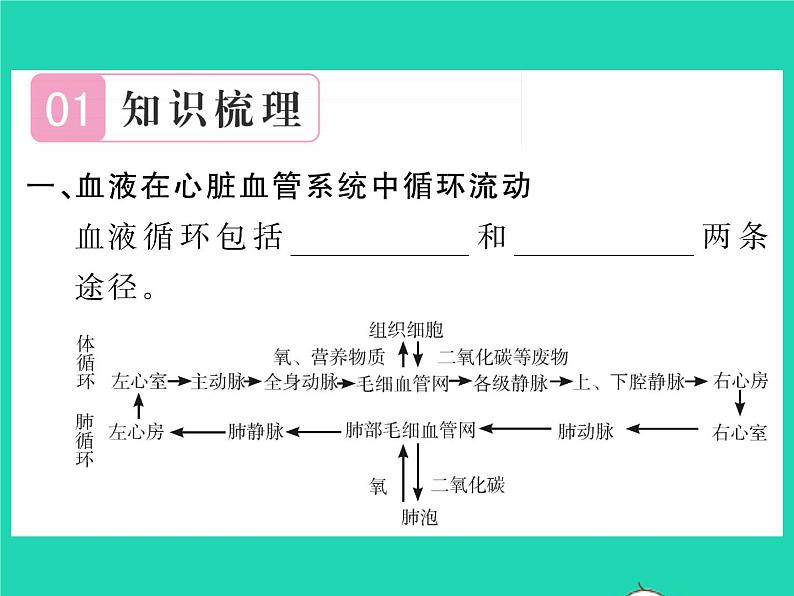 2022七年级生物下册第9章人体内的物质运输第2节血液循环第2课时血液循环与血压习题课件新版北师大版02