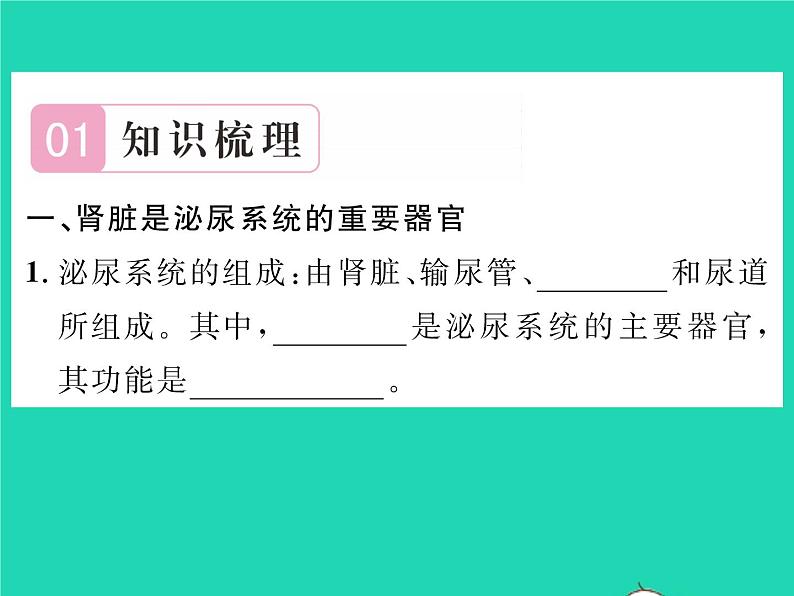 2022七年级生物下册第11章人体代谢废物的排出第2节尿的形成与排出习题课件新版北师大版第2页