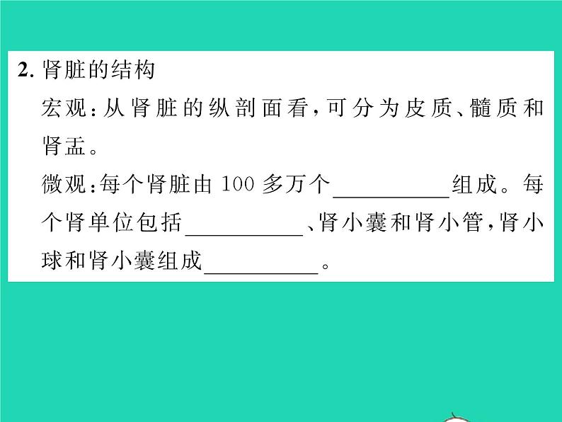 2022七年级生物下册第11章人体代谢废物的排出第2节尿的形成与排出习题课件新版北师大版第3页