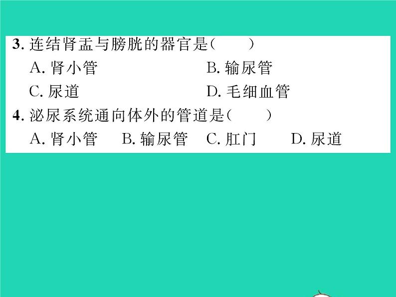 2022七年级生物下册第11章人体代谢废物的排出第2节尿的形成与排出习题课件新版北师大版第8页