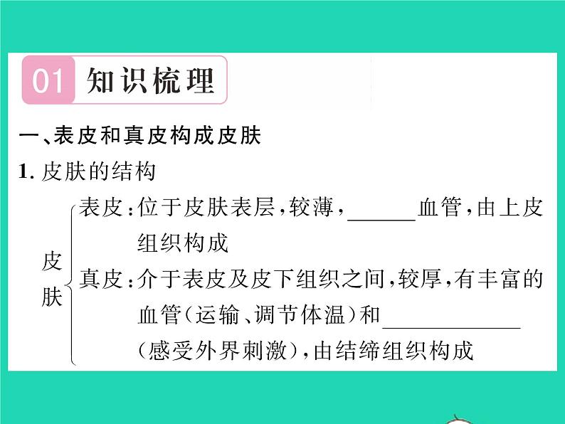 2022七年级生物下册第11章人体代谢废物的排出第3节皮肤与汗液分泌习题课件新版北师大版02