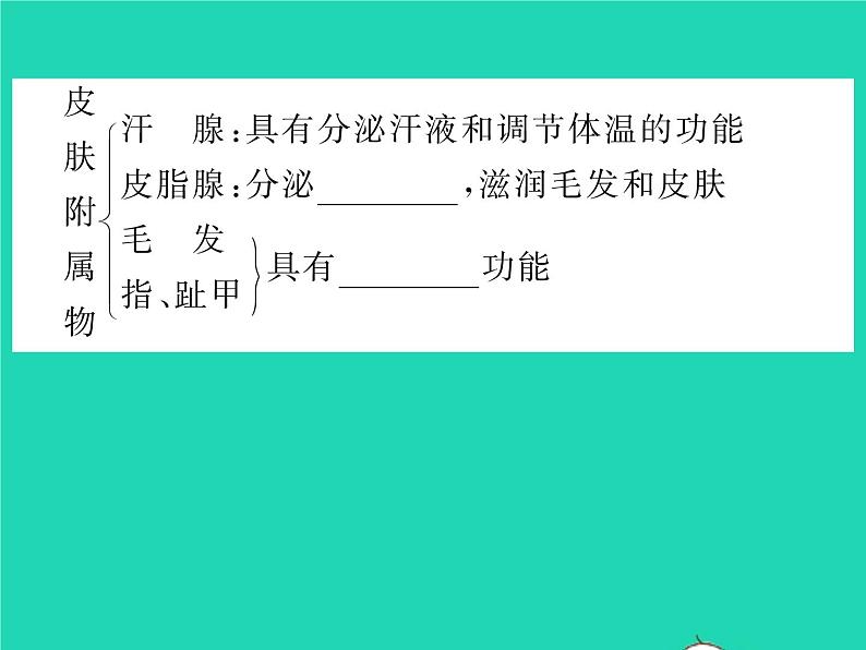 2022七年级生物下册第11章人体代谢废物的排出第3节皮肤与汗液分泌习题课件新版北师大版03