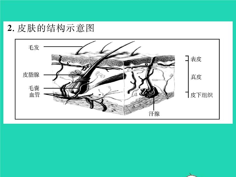 2022七年级生物下册第11章人体代谢废物的排出第3节皮肤与汗液分泌习题课件新版北师大版04