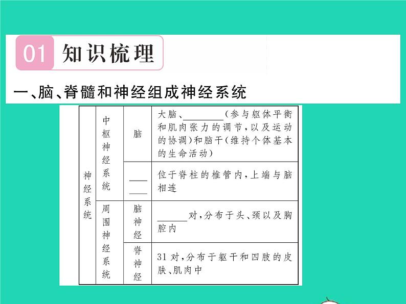 2022七年级生物下册第12章人体的自我调节第1节神经系统与神经调节第1课时神经系统的组成习题课件新版北师大版02