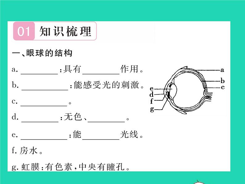 2022七年级生物下册第12章人体的自我调节第2节感受器和感觉器官第1课时眼与视觉习题课件新版北师大版02