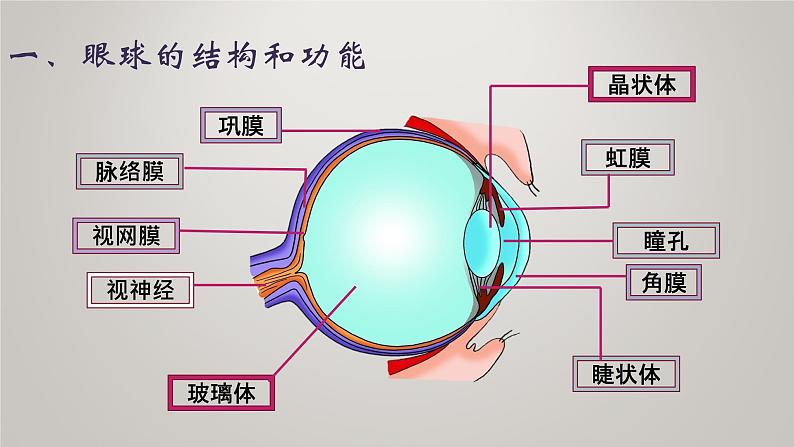 人体对外界环境的感知第4页