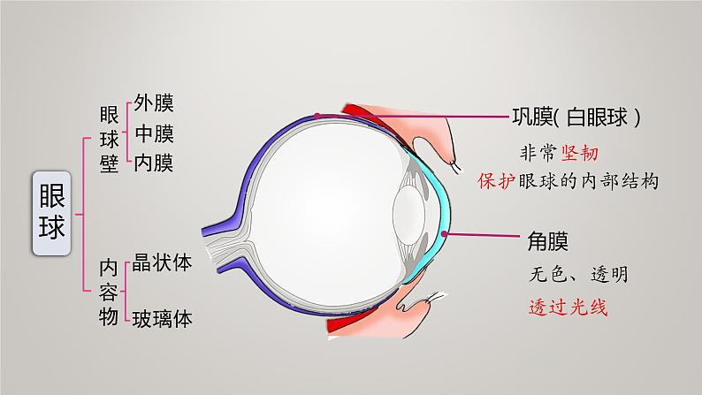 人体对外界环境的感知第5页