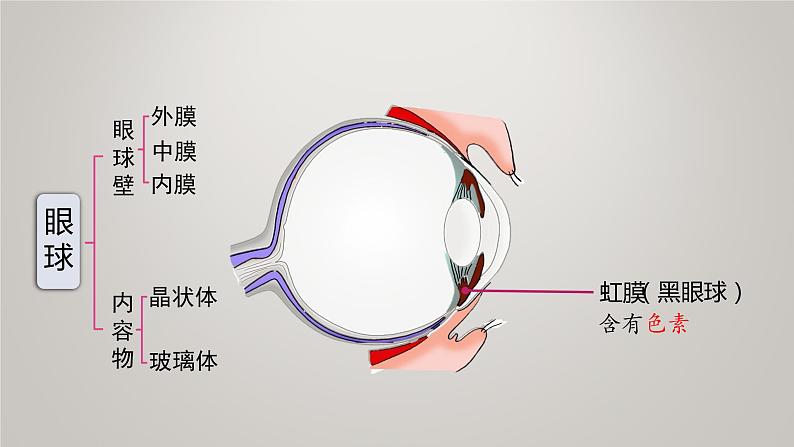 人体对外界环境的感知第6页