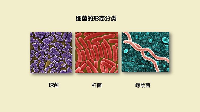 神奇的微生物 课件07