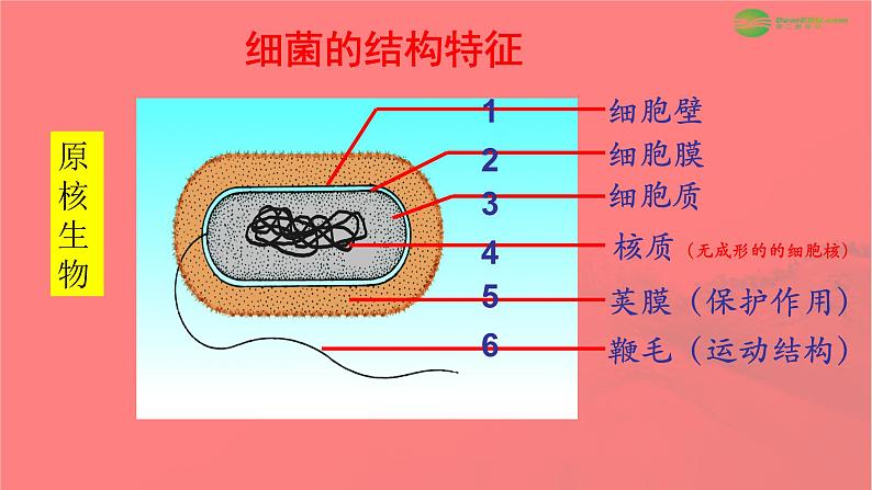 神奇的微生物 课件08