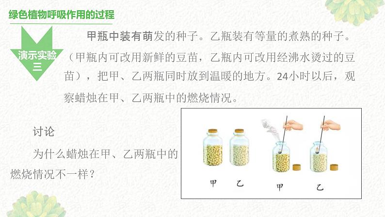 绿色植物的呼吸作用 课件07