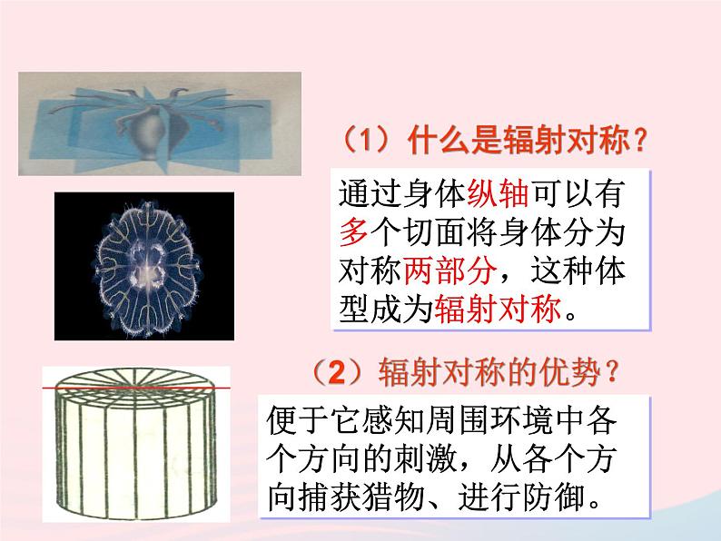 2022八年级生物上册第一章动物的主要类群第一节腔肠动物和扁形动物教学课件1新版新人教版06