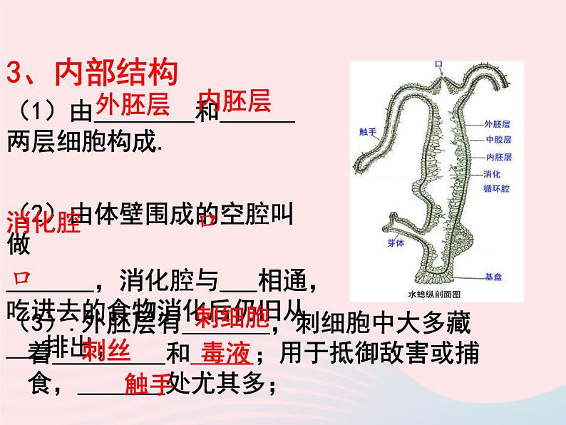 2022八年级生物上册第一章动物的主要类群第一节腔肠动物和扁形动物教学课件1新版新人教版07