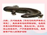 2022八年级生物上册第一章动物的主要类群第五节两栖动物和爬行动物教学课件1新版新人教版