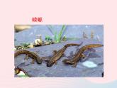 2022八年级生物上册第一章动物的主要类群第五节两栖动物和爬行动物教学课件1新版新人教版