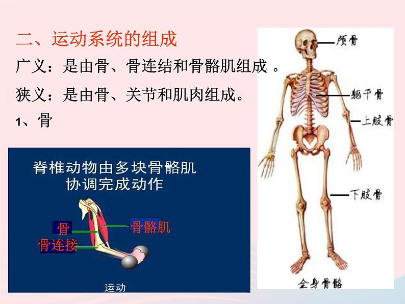 2022八年级生物上册第二章动物的运动和行为第一节动物的运动教学课件新版新人教版04