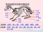 2022八年级生物上册第二章动物的运动和行为第一节动物的运动教学课件新版新人教版