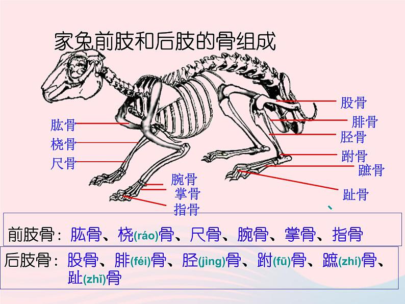 2022八年级生物上册第二章动物的运动和行为第一节动物的运动教学课件新版新人教版05