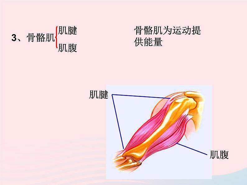 2022八年级生物上册第二章动物的运动和行为第一节动物的运动教学课件新版新人教版07