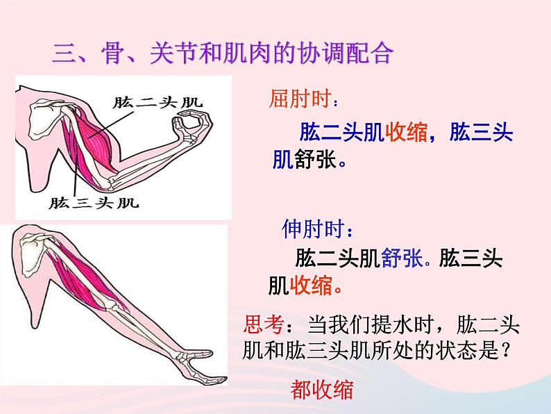 2022八年级生物上册第二章动物的运动和行为第一节动物的运动教学课件新版新人教版08