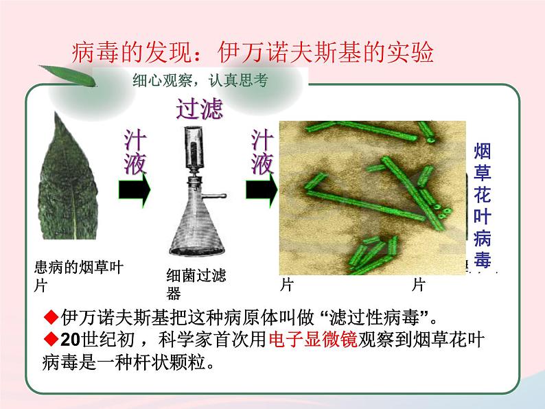 2022八年级生物上册第五章病毒教学课件新版新人教版02