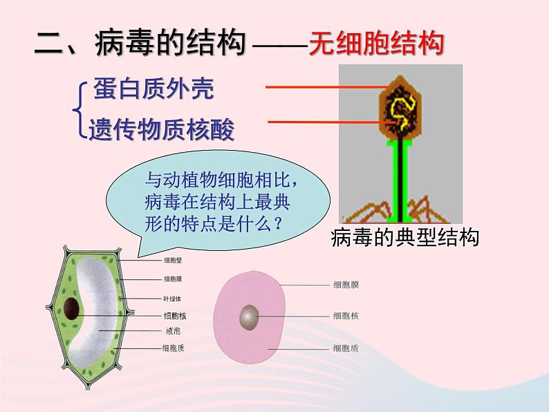 2022八年级生物上册第五章病毒教学课件新版新人教版05