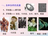 2022八年级生物上册第四章细菌和真菌第三节真菌教学课件2新版新人教版