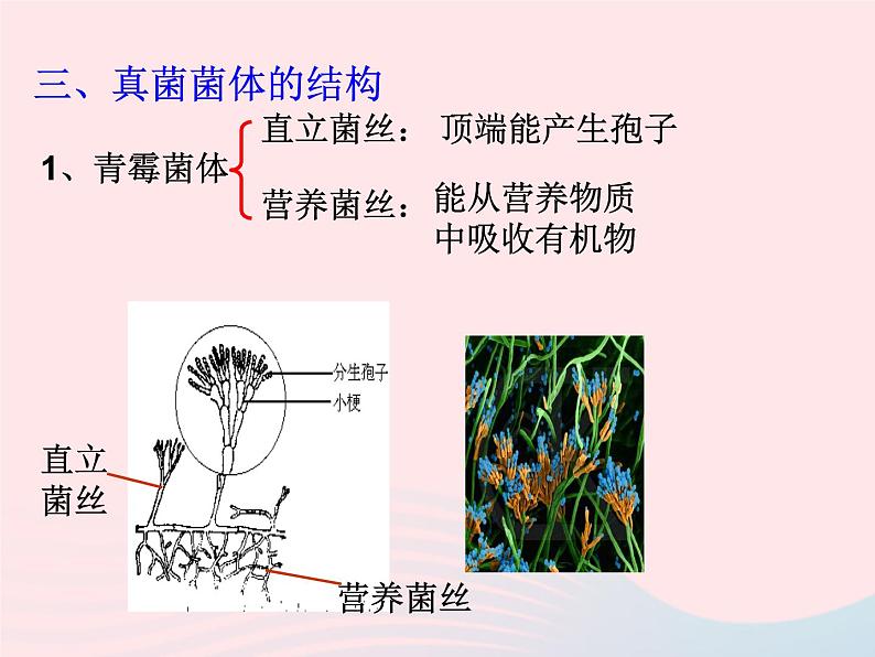 2022八年级生物上册第四章细菌和真菌第三节真菌教学课件2新版新人教版第4页