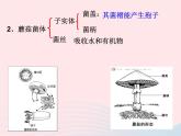 2022八年级生物上册第四章细菌和真菌第三节真菌教学课件2新版新人教版