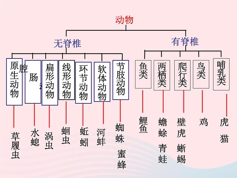 2022八年级生物上册第六单元生物的多样性及其保护第一章根据生物的特征进行分类第一节尝试对生物进行分类教学课件2新版新人教版第5页