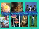 2022七年级生物上册第一单元生物和生物圈第一章认识生物第一节生物的特征教学课件新版新人教版