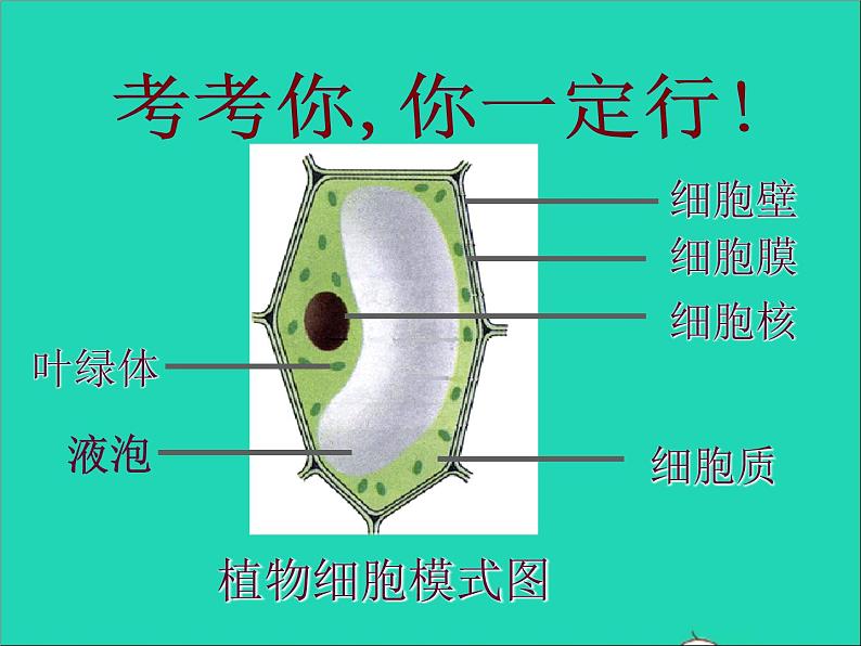 2022七年级生物上册第二单元生物体的结构层次第一章细胞是生命活动的基本单位第四节细胞的生活教学课件新版新人教版02