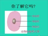 2022七年级生物上册第二单元生物体的结构层次第一章细胞是生命活动的基本单位第四节细胞的生活教学课件新版新人教版