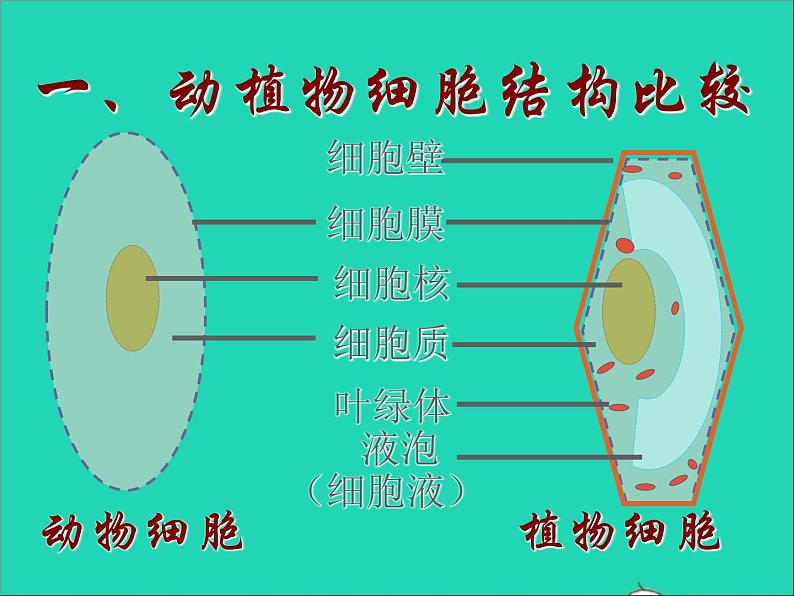 2022七年级生物上册第二单元生物体的结构层次第一章细胞是生命活动的基本单位第四节细胞的生活教学课件新版新人教版04