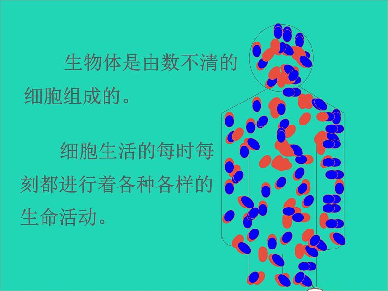 2022七年级生物上册第二单元生物体的结构层次第一章细胞是生命活动的基本单位第四节细胞的生活教学课件新版新人教版05