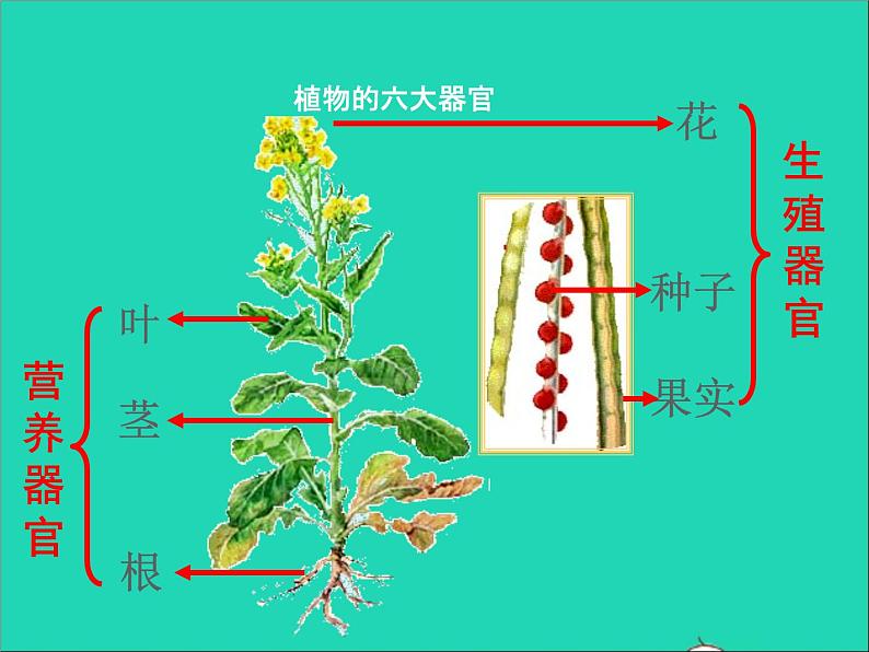 2022七年级生物上册第二单元生物体的结构层次第二章细胞怎样构成生物体第三节植物体的结构层次教学课件新版新人教版第6页