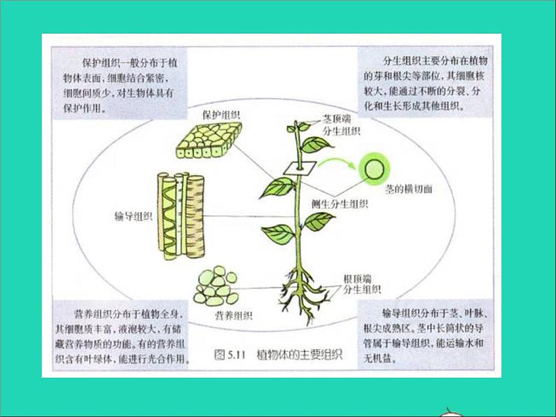 2022七年级生物上册第二单元生物体的结构层次第二章细胞怎样构成生物体第三节植物体的结构层次教学课件新版新人教版第8页