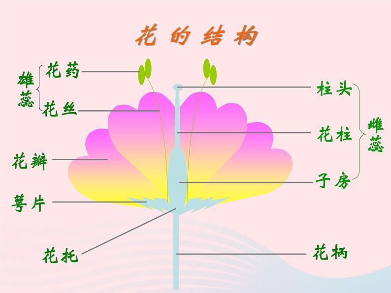 2022七年级生物上册第三单元生物圈中的绿色植物第二章被子植物的一生第三节开花和结果教学课件新版新人教版05