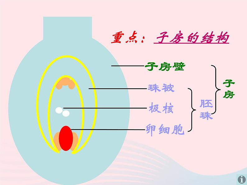 2022七年级生物上册第三单元生物圈中的绿色植物第二章被子植物的一生第三节开花和结果教学课件新版新人教版07