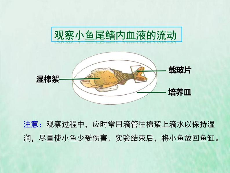 人教版七年级生物下册第4单元生物圈中的人第4章人体内物质的运输第2节血流的管道-血管课件05