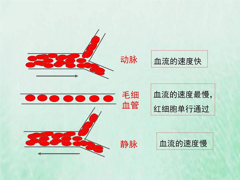 人教版七年级生物下册第4单元生物圈中的人第4章人体内物质的运输第2节血流的管道-血管课件08