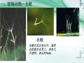 1.1 腔肠动物和扁形动物（课件）-八年级生物上册同步备课（人教版）