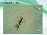 1.2 線形動(dòng)物和環(huán)節(jié)動(dòng)物（課件）-八年級(jí)生物上冊(cè)同步備課（人教版）
