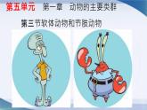 1.3 软体动物和节肢动物（课件）-八年级生物上册同步备课（人教版）